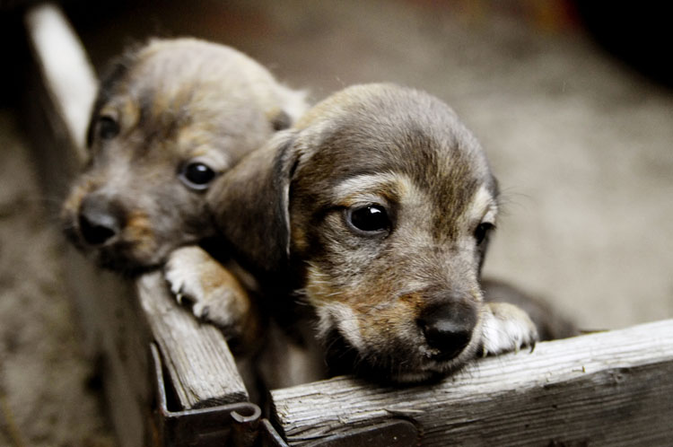 Dealing with your new furry friend